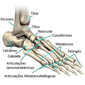 Imagem ilustrativa com todos os ossos do pé denominados.